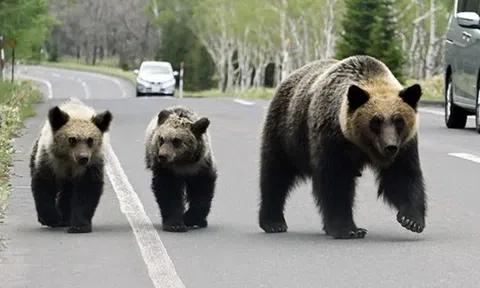 Nhật Bản sử dụng AI để ngăn gấu tấn công người