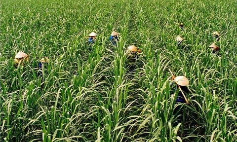 Ứng dụng công nghệ giảm carbon trong nông nghiệp của Việt Nam