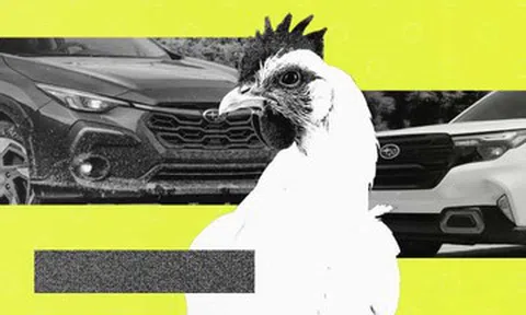 Thống kê thú vị: 3% chủ sở hữu ô tô Subaru thường xuyên chở gà trên xe