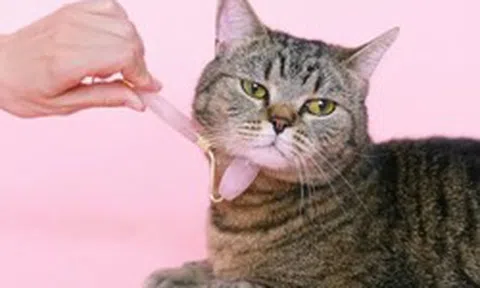 AI dịch tiếng mèo, robot trông thú cưng: Xu thế phát triển công nghệ vật nuôi bùng nổ trong kỷ nguyên AI và tỷ lệ sinh giảm