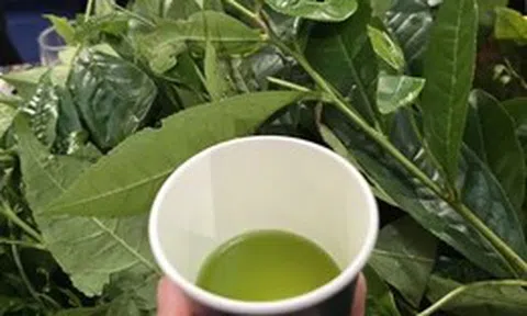 Chén chè đâm xứ Nghệ thơm mát ngày hè